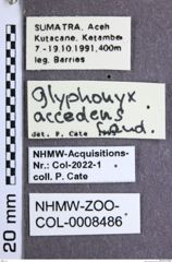 Etikette zu Glyphonyx accedens (NHMW-ZOO-COL-0008486)